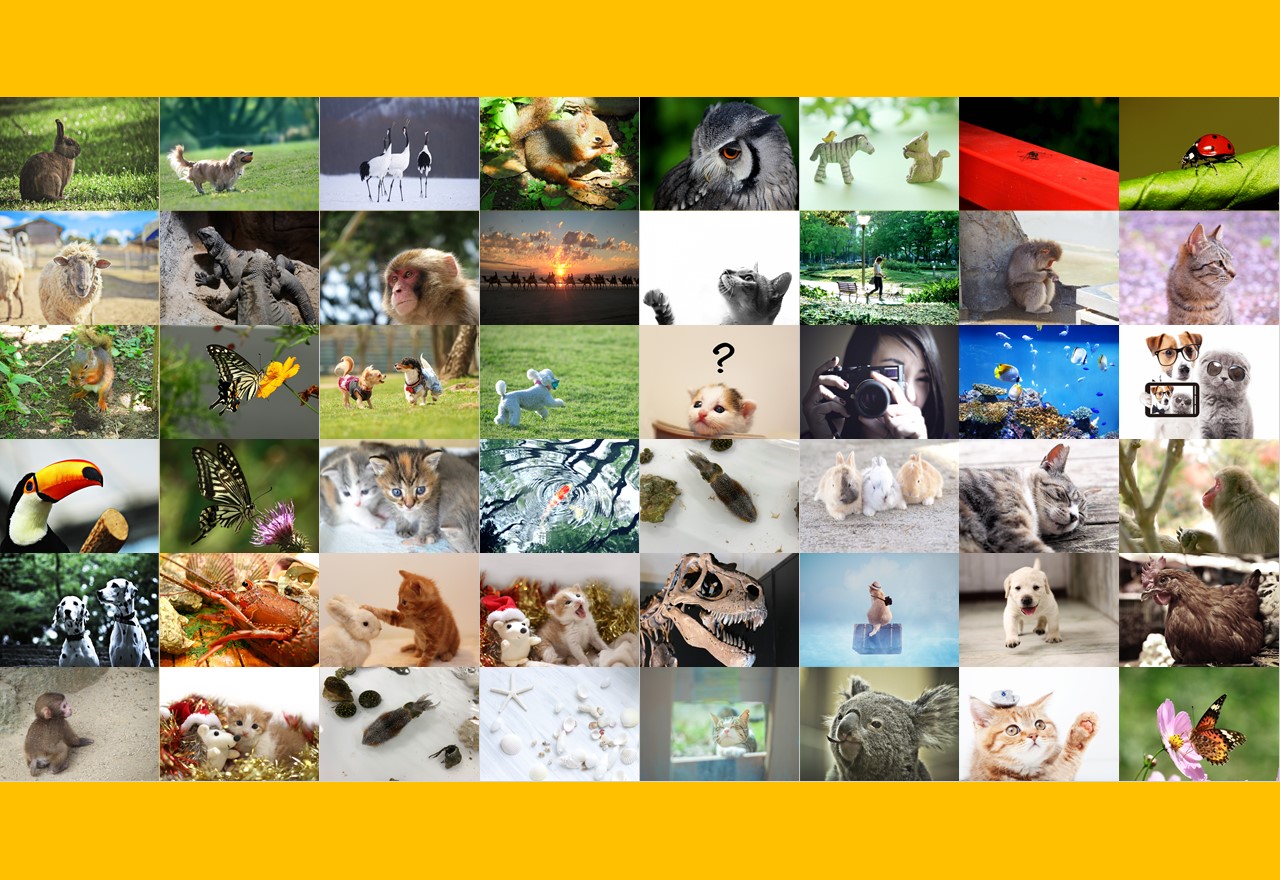 動物がいっぱい写っている写真